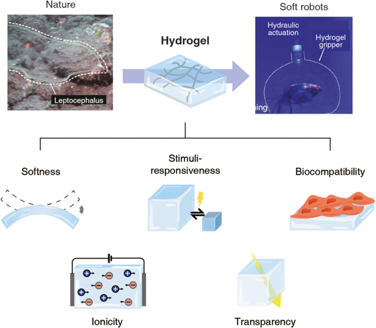 [86] Hydrogels for bioinspired soft robots - MFSM Lab.